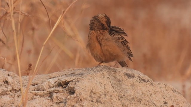 Tawny Lark - ML318307481