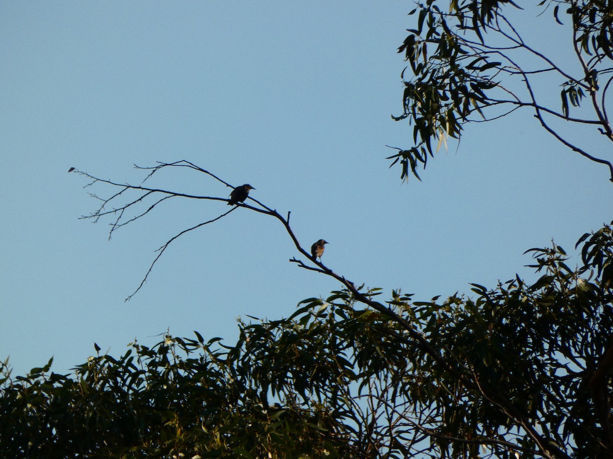European Starling - ML318308671