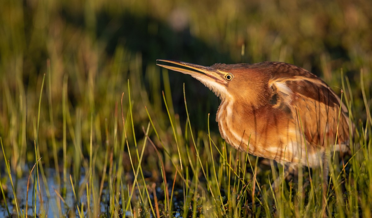 Least Bittern - ML318310691