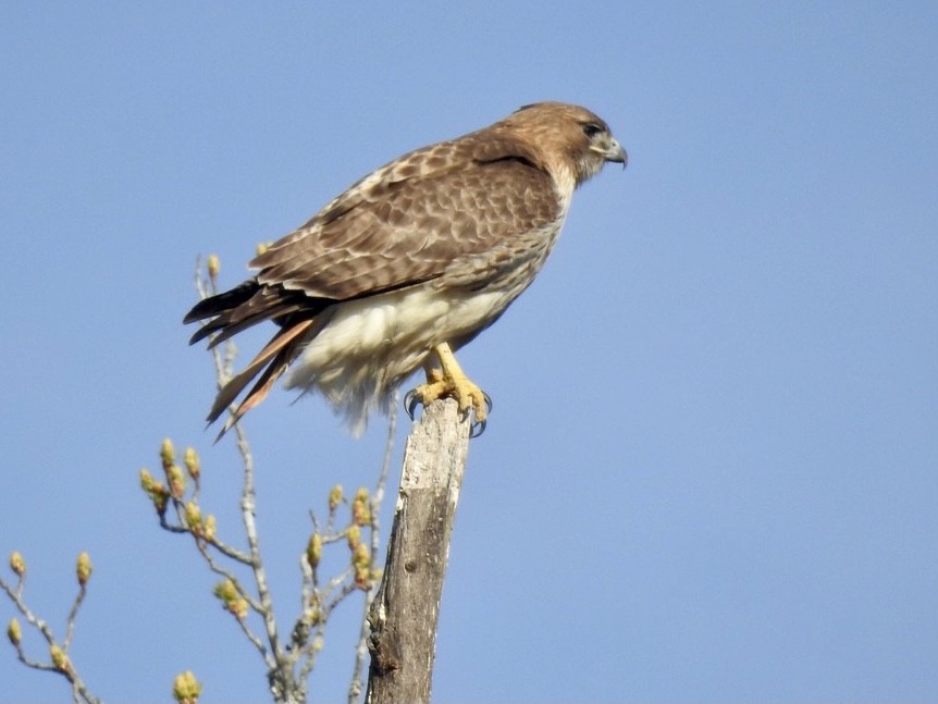 Red-tailed Hawk - ML318312981