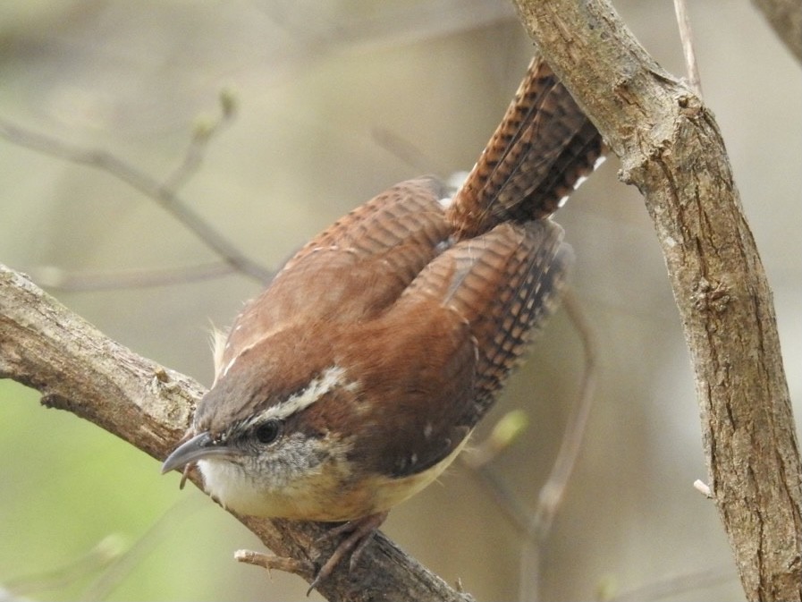 Carolina Wren - ML318313101