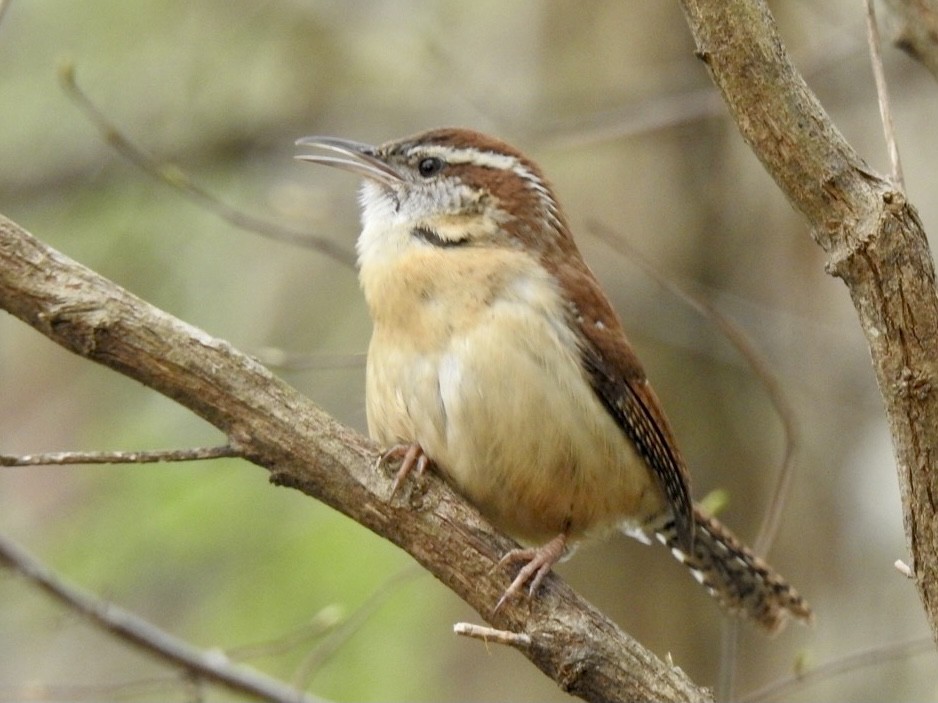 Carolina Wren - ML318313111