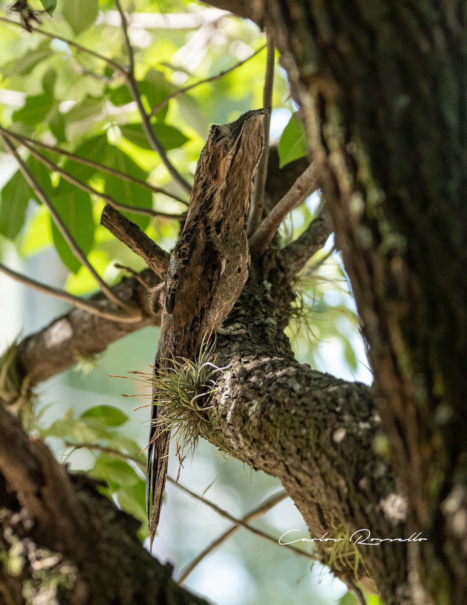 Common Potoo - Carlos Rossello