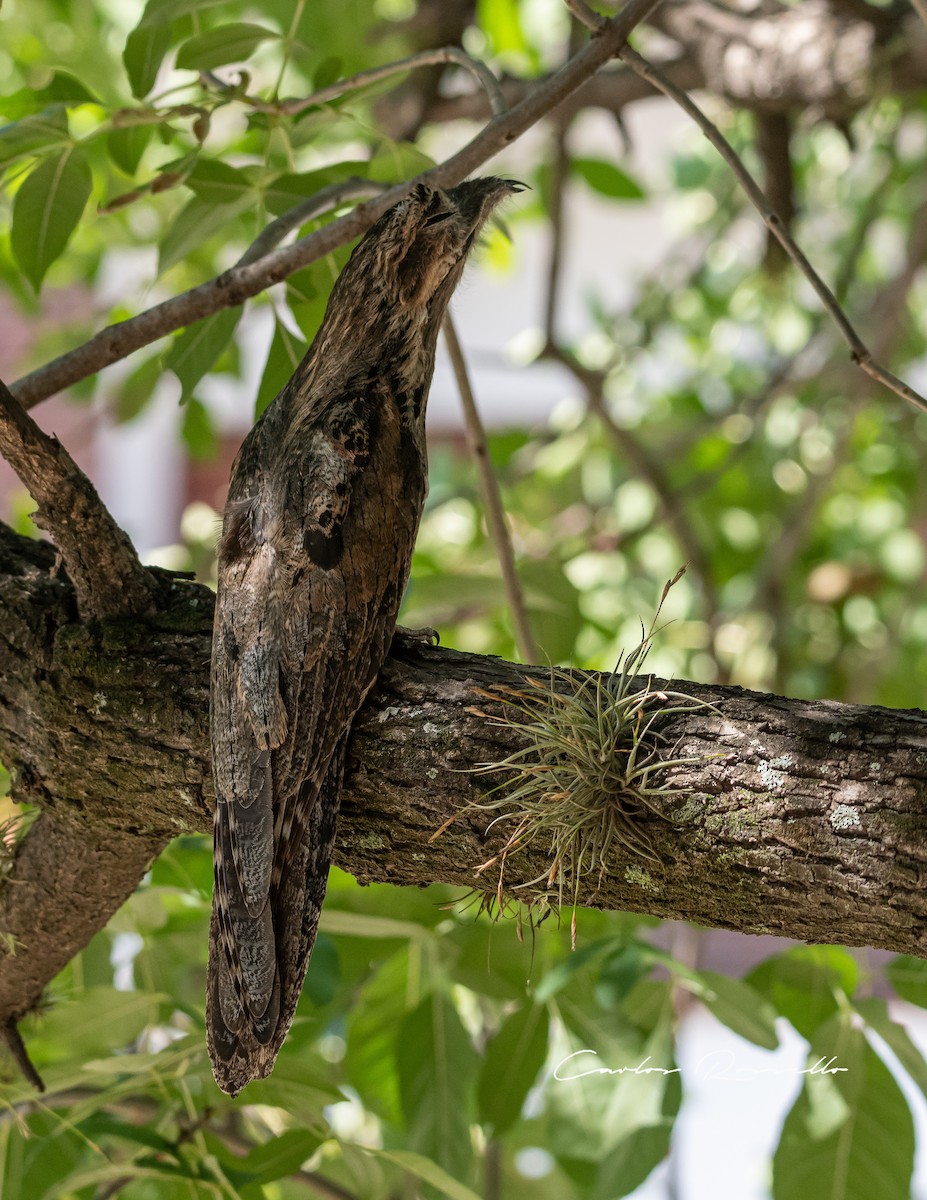 Common Potoo - Carlos Rossello