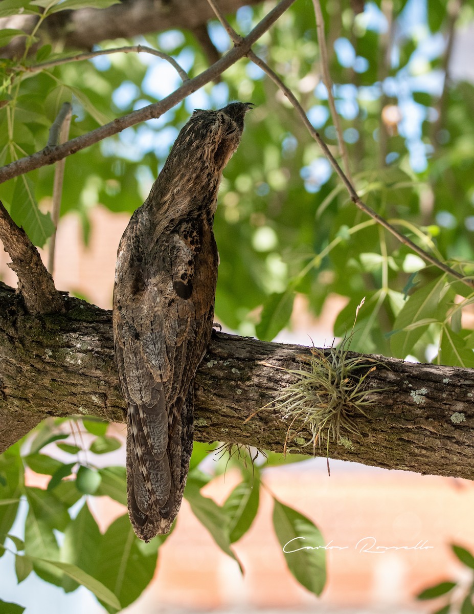 Common Potoo - Carlos Rossello