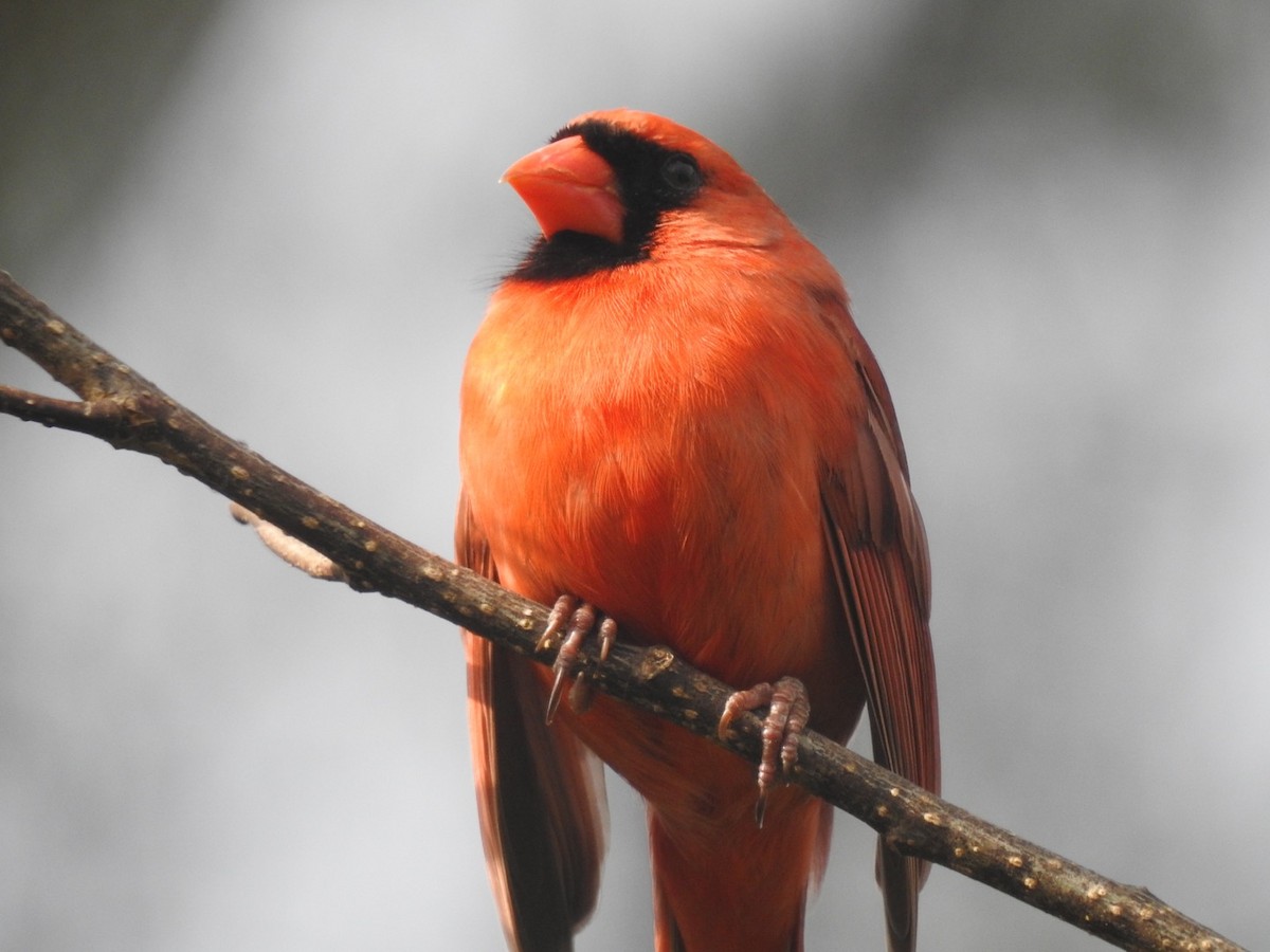 Northern Cardinal - ML318313571