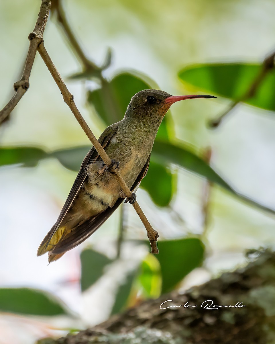 Gilded Hummingbird - ML318315011