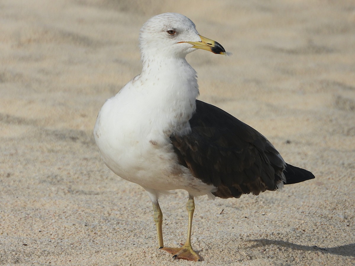 Lesser Black-backed Gull - Glenda Tromp