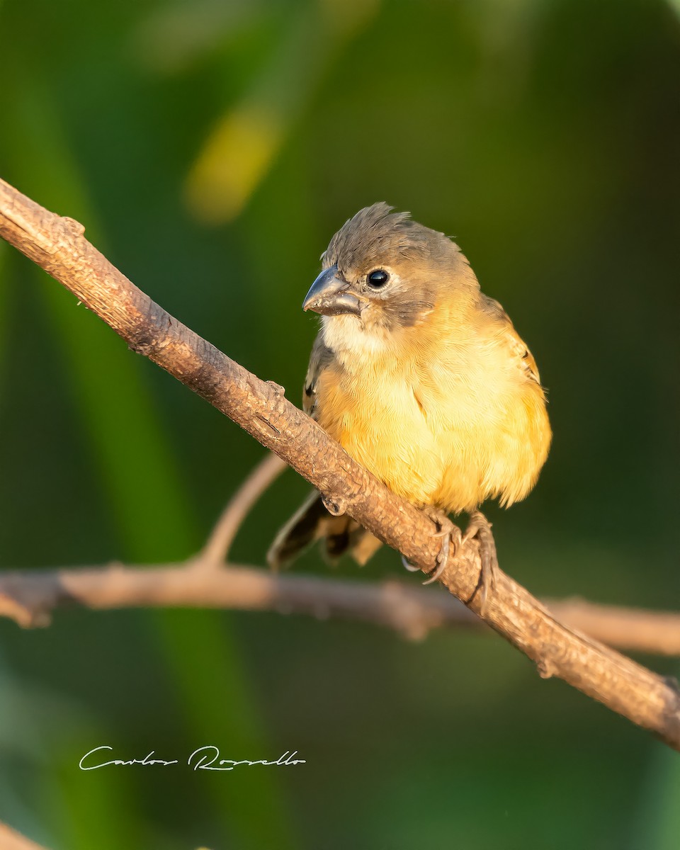 Rusty-collared Seedeater - Carlos Rossello