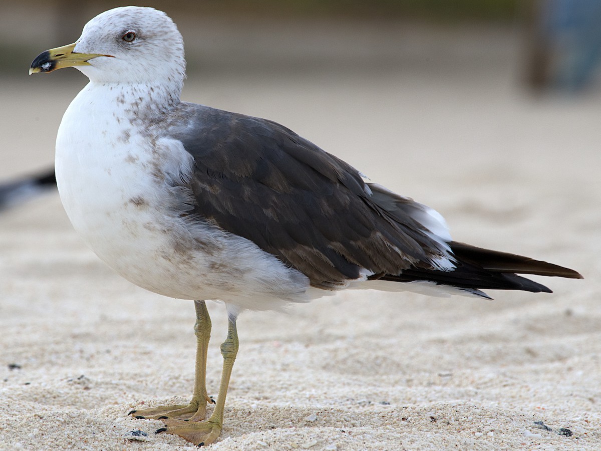 Lesser Black-backed Gull - ML318317411