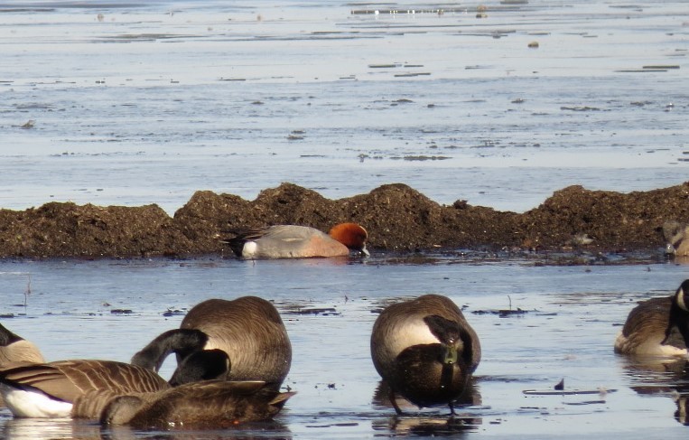 Eurasian Wigeon - ML318319871