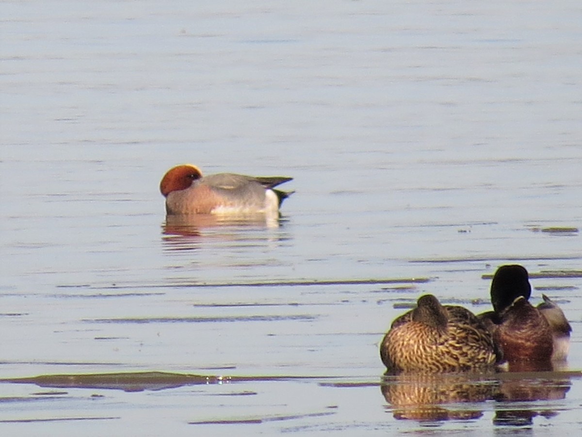 Eurasian Wigeon - ML318320081