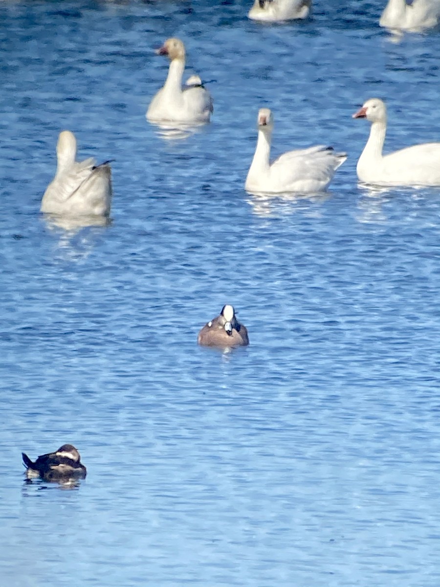 American Wigeon - ML318322451