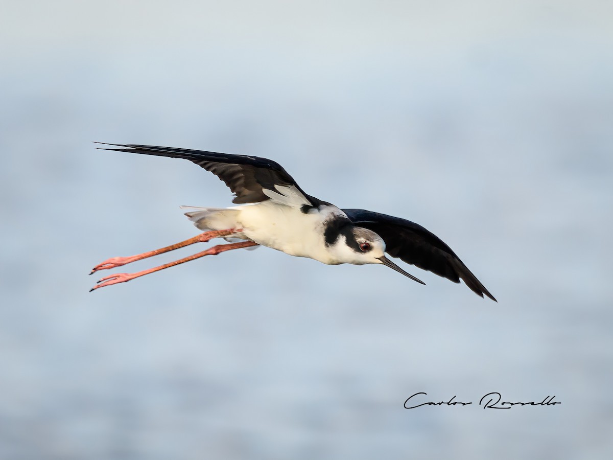 Black-necked Stilt - ML318322811