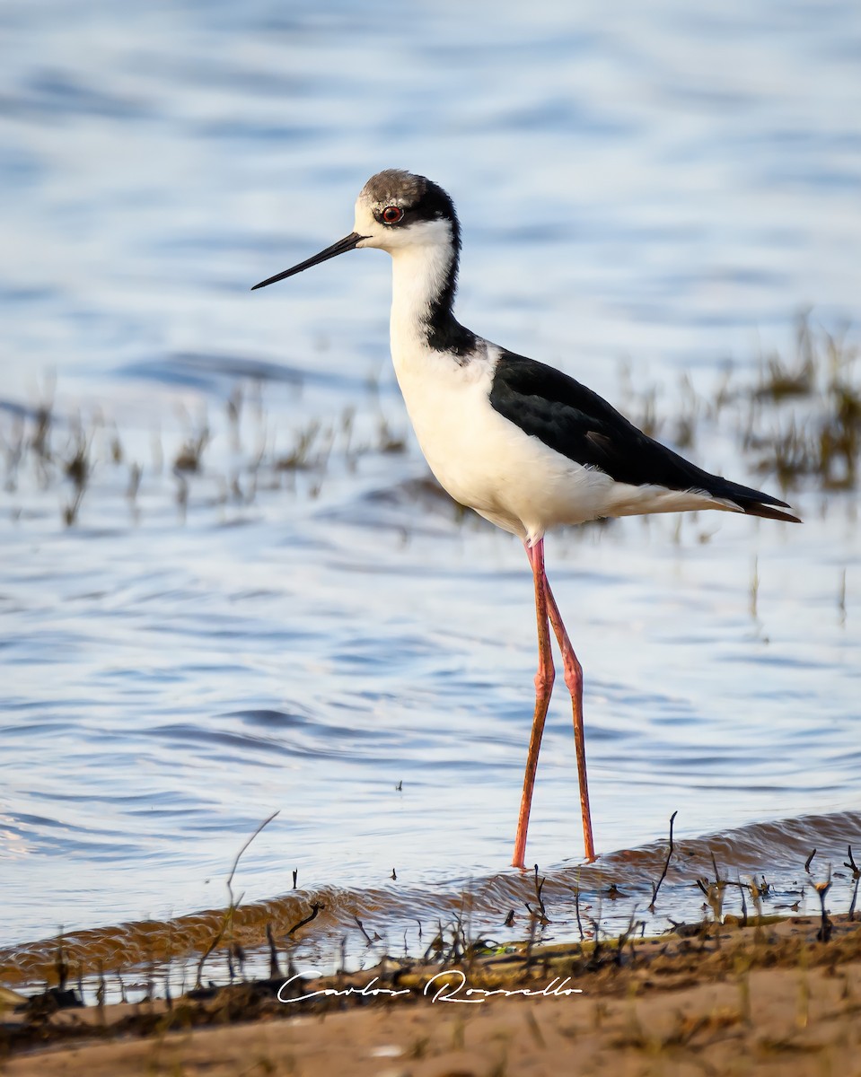 Black-necked Stilt - ML318322851