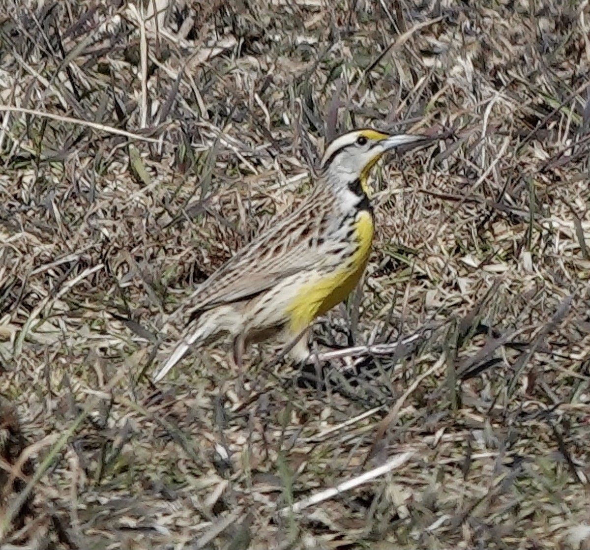 Eastern Meadowlark - Jeanne-Marie Maher