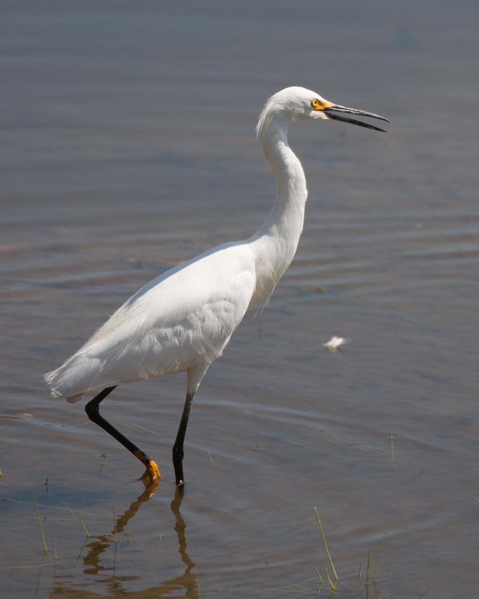 Snowy Egret - ML31832371