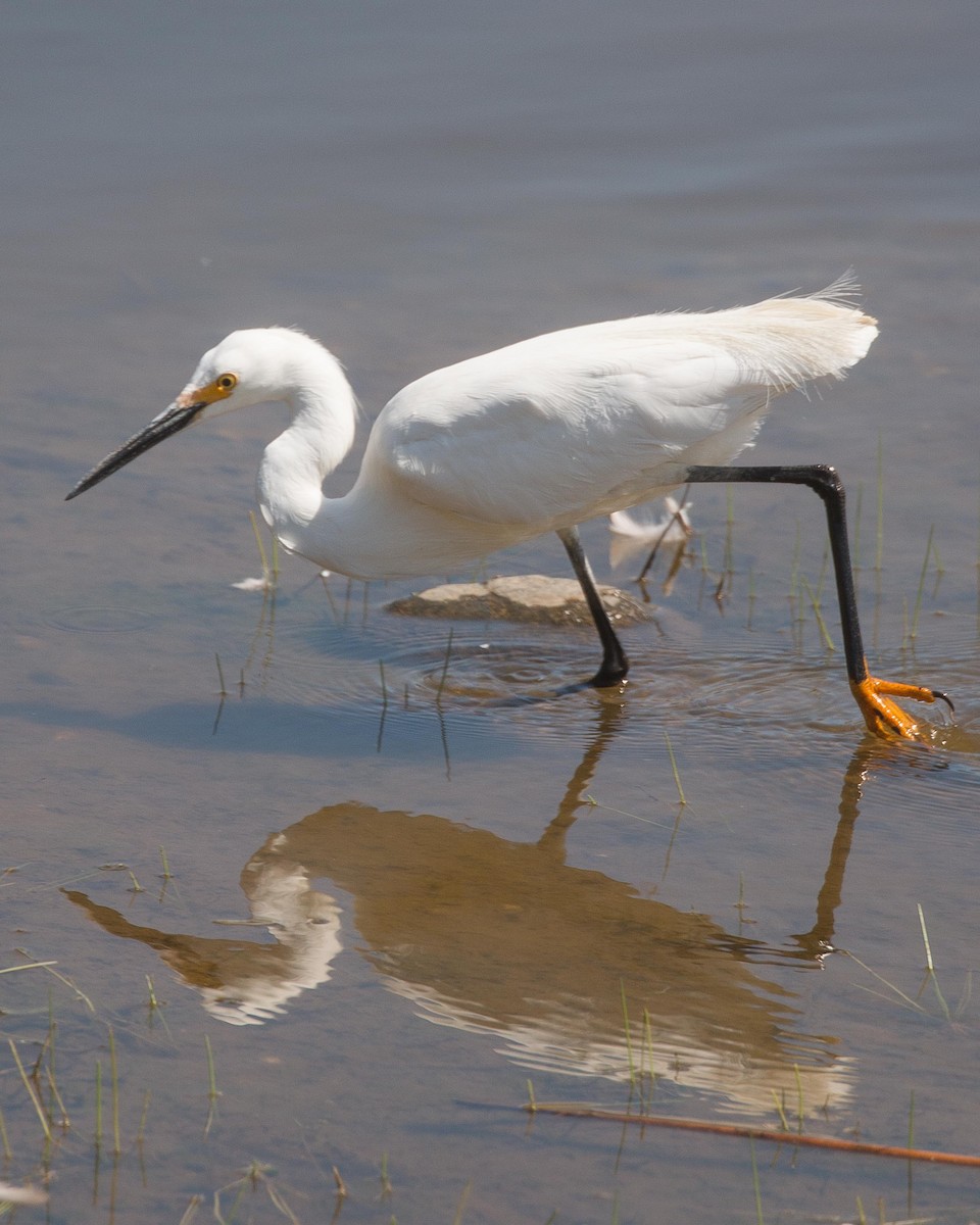 Snowy Egret - ML31832381