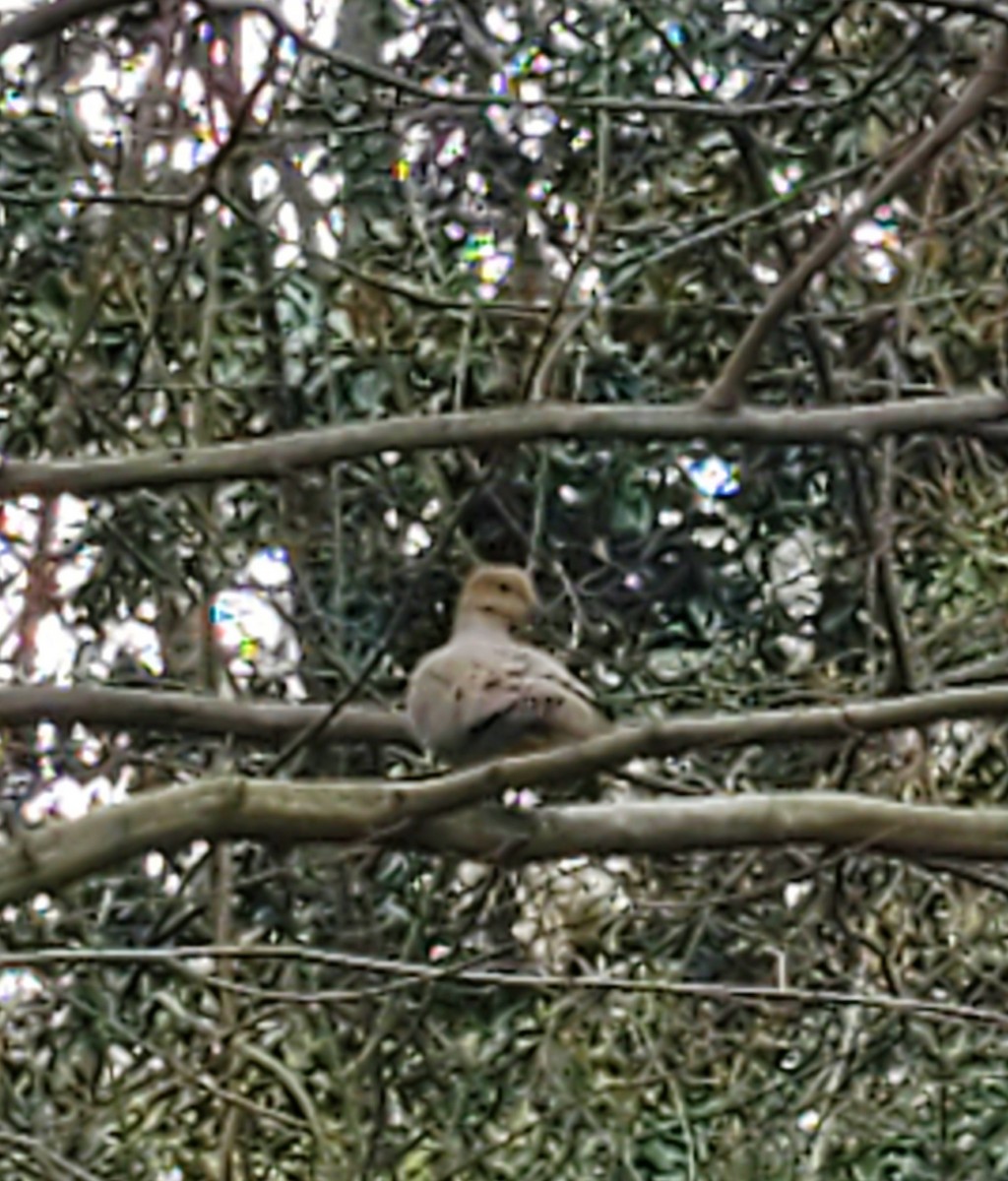 Mourning Dove - ML318324351