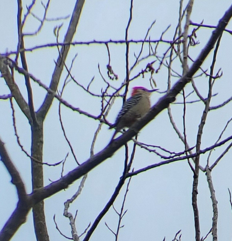 Red-bellied Woodpecker - ML318325241