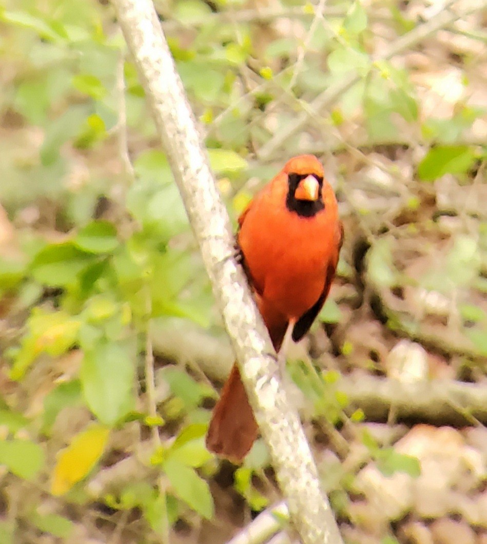 Cardinal rouge - ML318325511