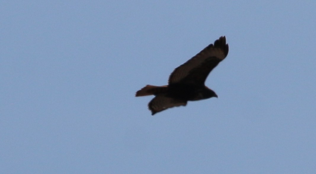 Red-tailed Hawk (calurus/alascensis) - Anonymous