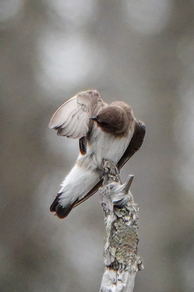 Northern Rough-winged Swallow - ML318331501