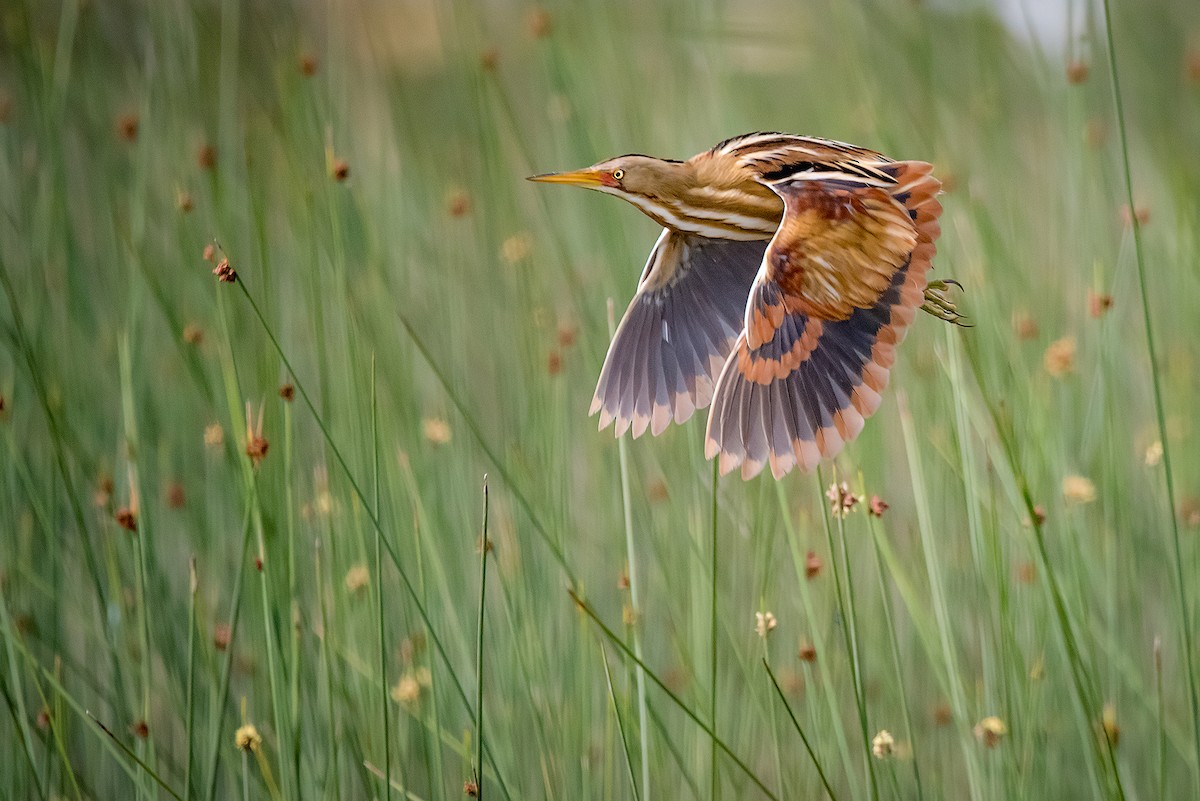 Stripe-backed Bittern - ML318331641