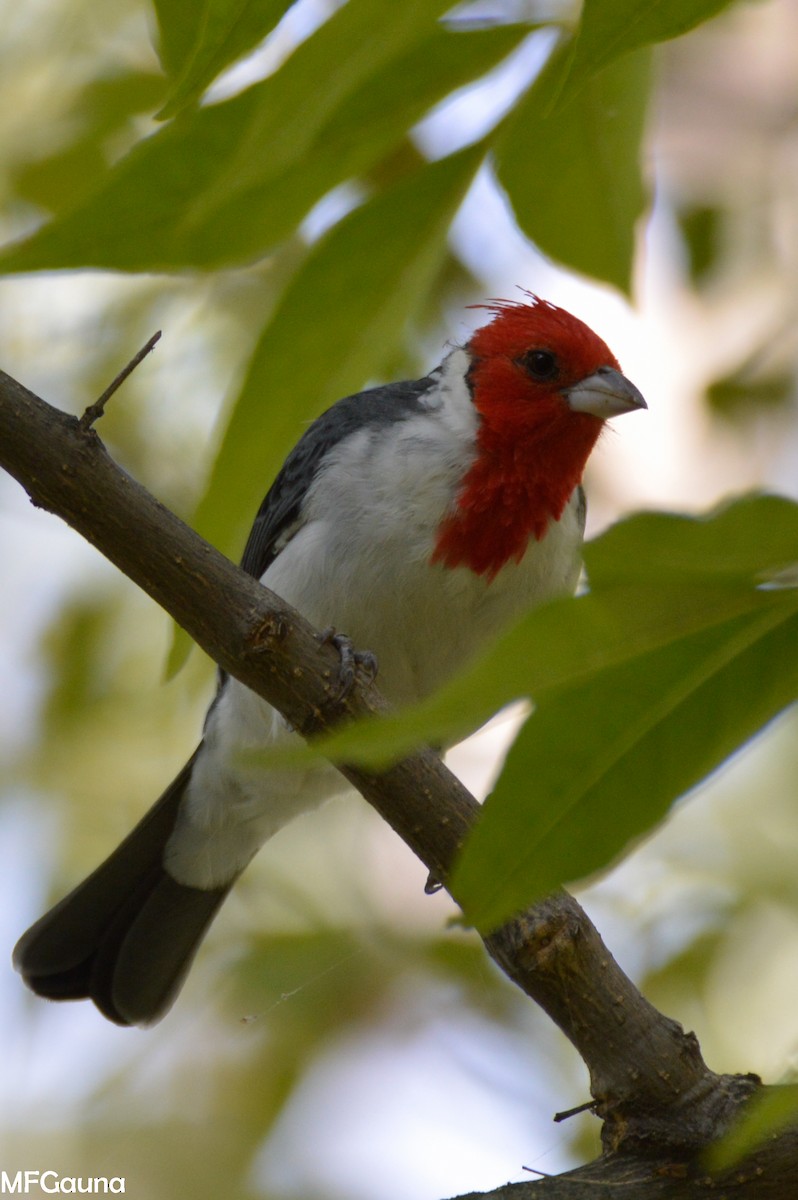 Red-crested Cardinal - ML318332261