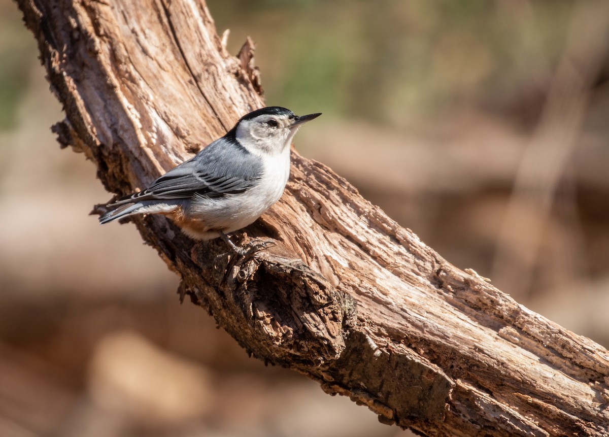 White-breasted Nuthatch - ML318332321