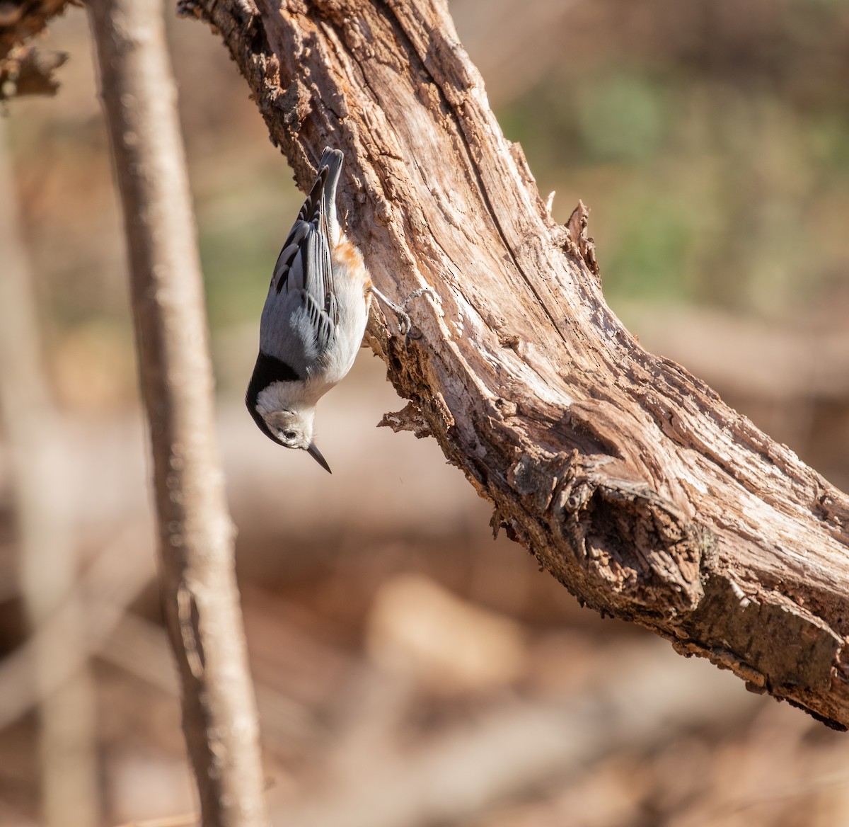 White-breasted Nuthatch - ML318332331
