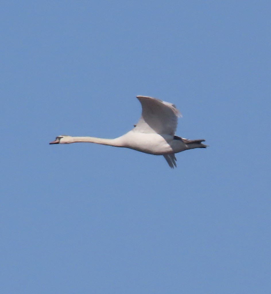 Mute Swan - ML318332711