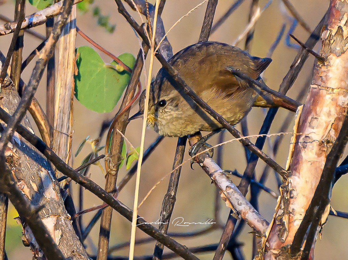 Sharp-billed Canastero - ML318333341