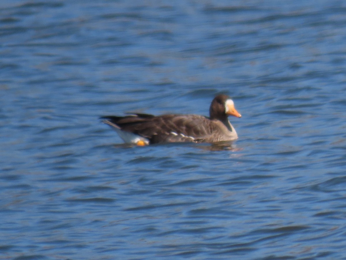 Greater White-fronted Goose - ML318333711