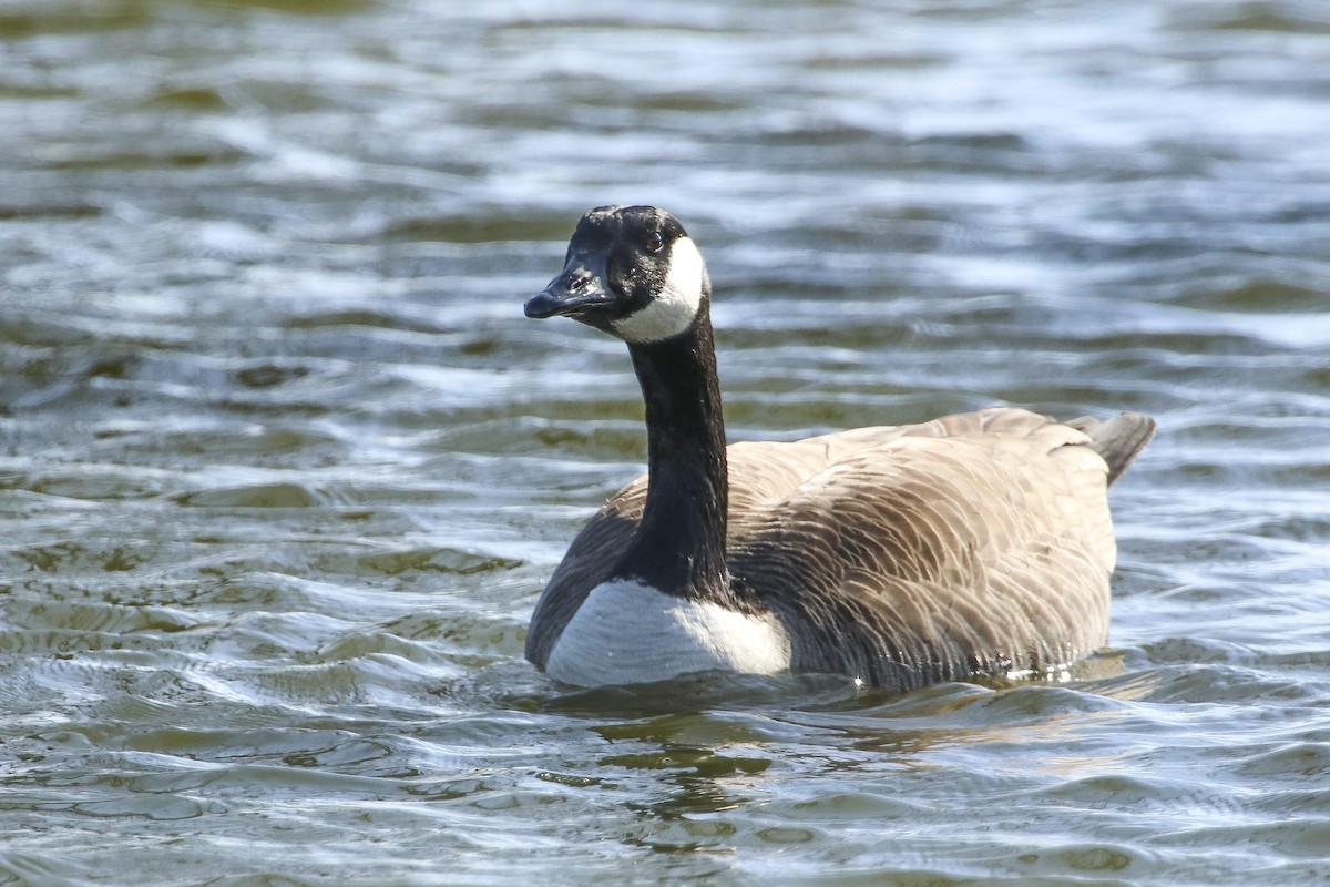 Canada Goose - ML318333911