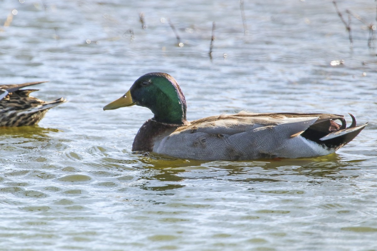 Mallard - Jefferson Shank