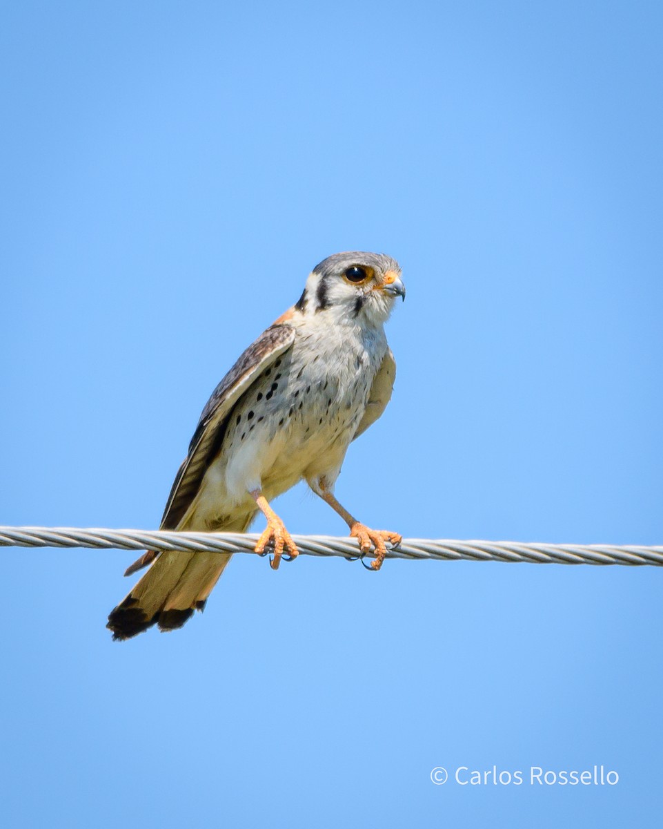 American Kestrel - Carlos Rossello