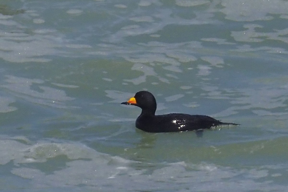 amerikasvartand - ML318335591