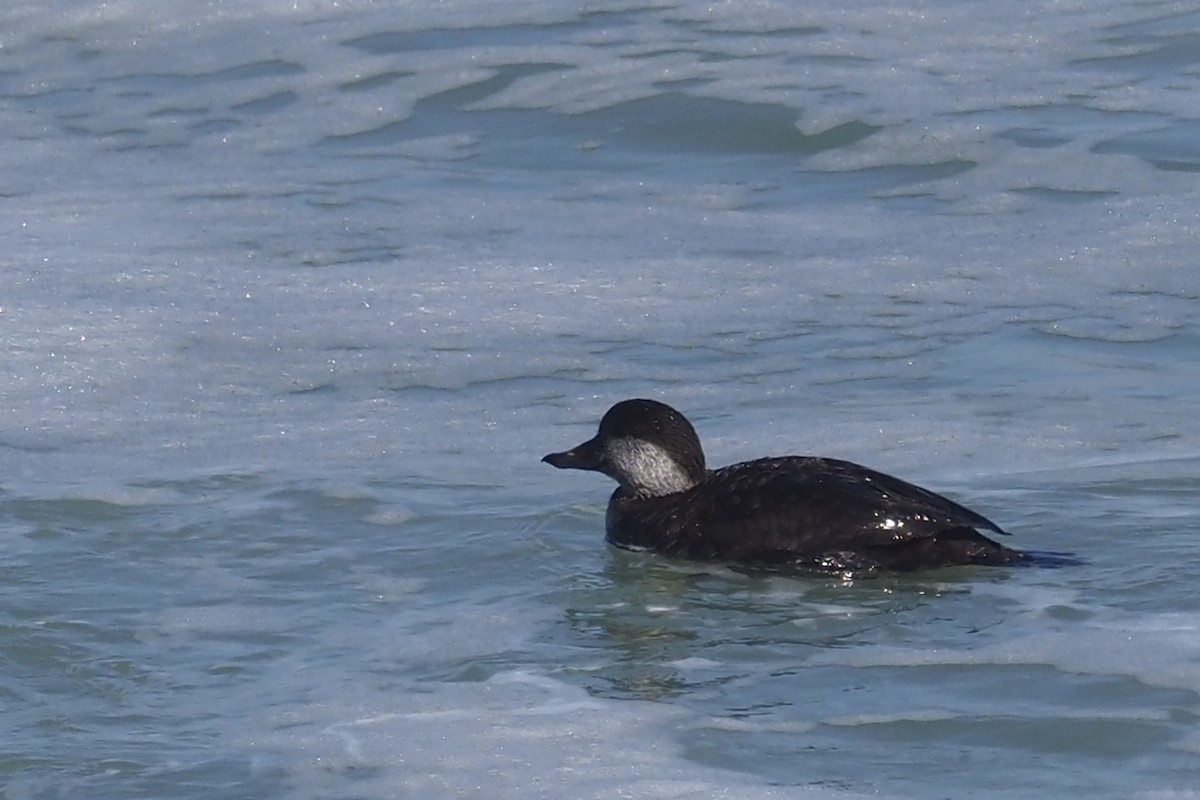 amerikasvartand - ML318335601