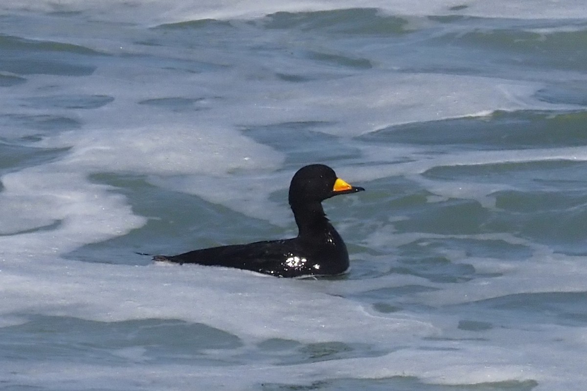 Black Scoter - Donna Pomeroy