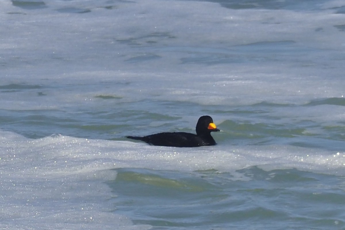 amerikasvartand - ML318335621