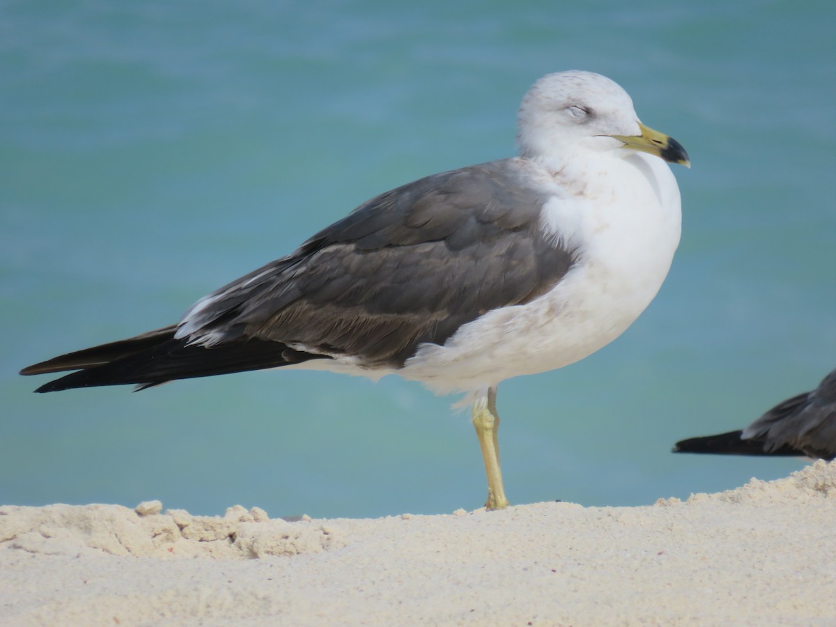 Lesser Black-backed Gull - ML318336531