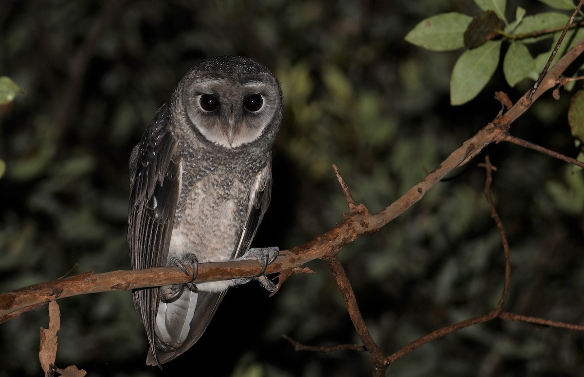 Sooty Owl - ML318336671