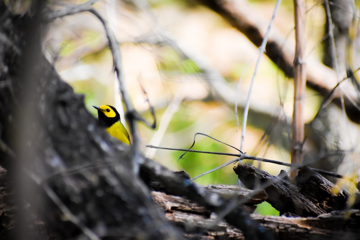 Hooded Warbler - ML318337021