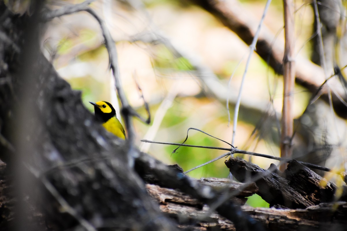 Hooded Warbler - Ky Clare