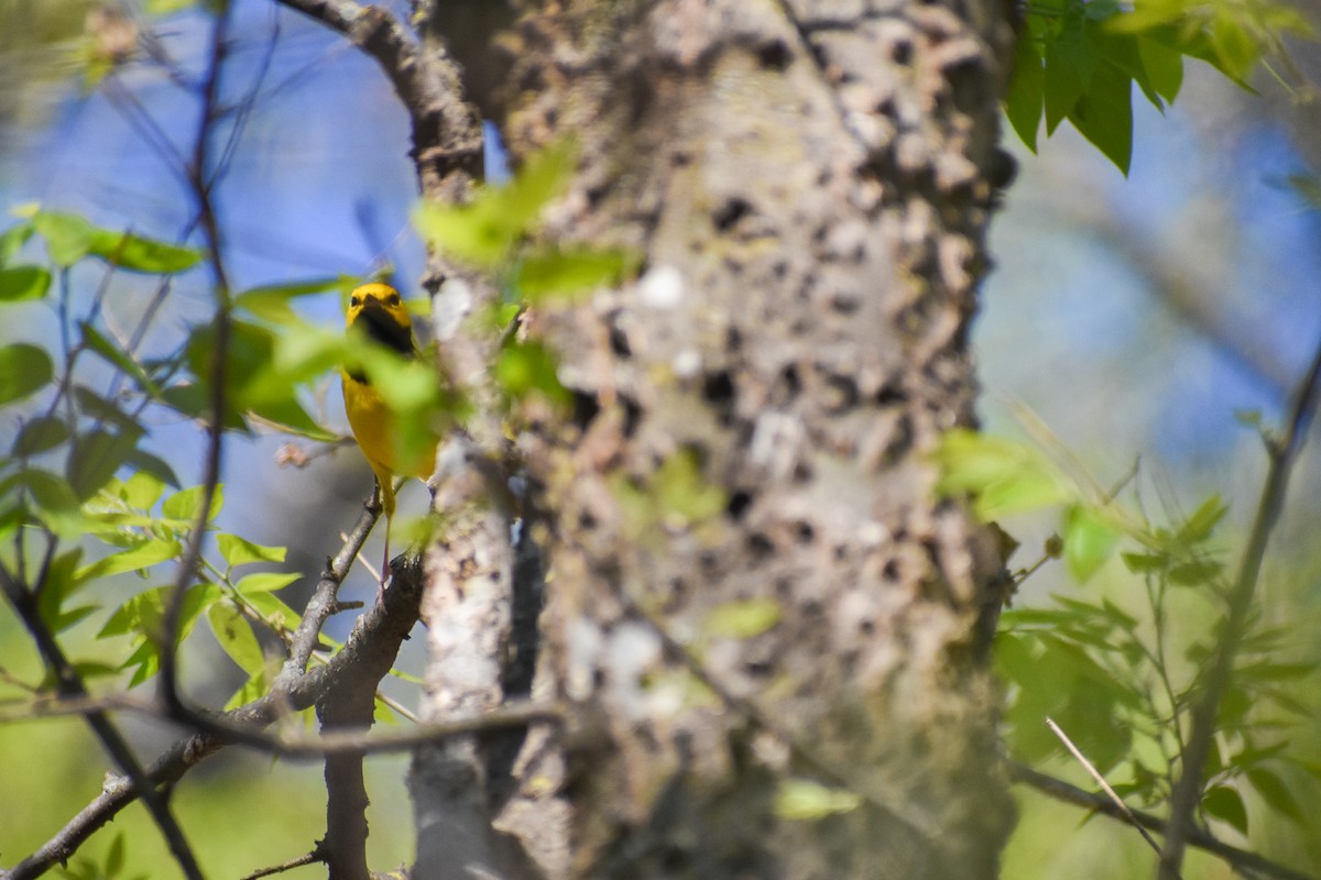 Hooded Warbler - ML318337041