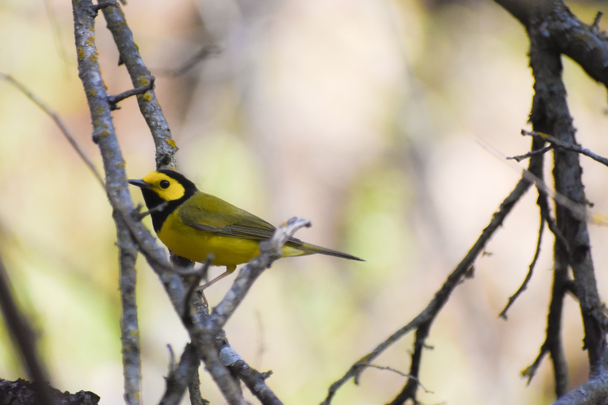 Hooded Warbler - Ky Clare