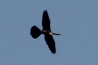 Anhinga - ML318337111