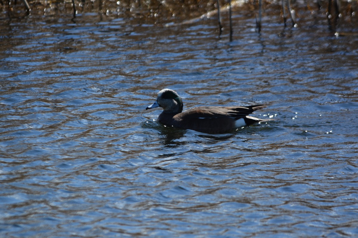 Canard d'Amérique - ML318337431