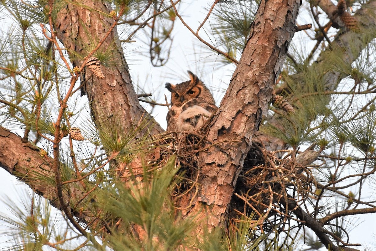 Great Horned Owl - ML318337781